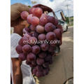 Uvas de globo rojo de Yunnan